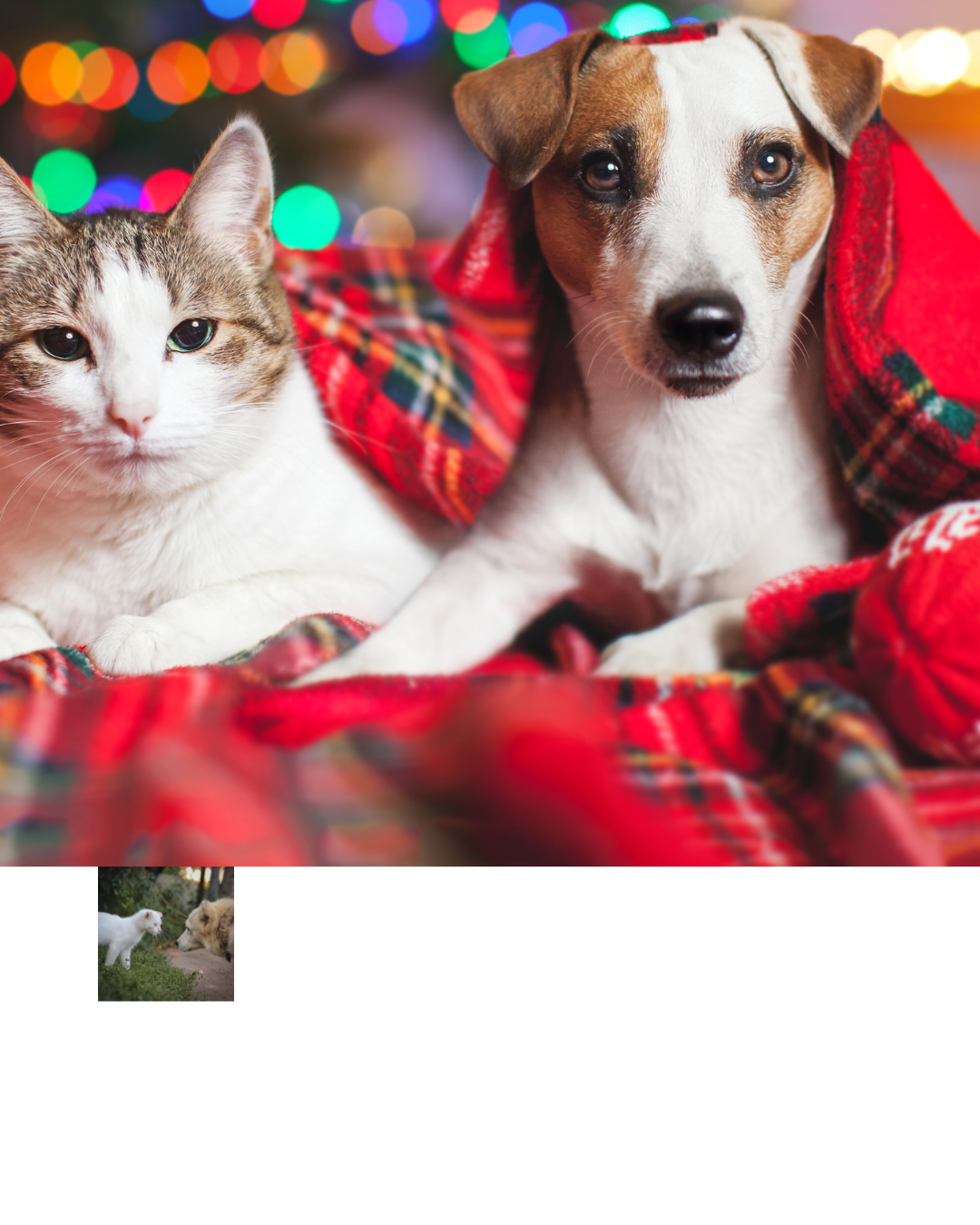 Picture for category Gifts from Santa Paws